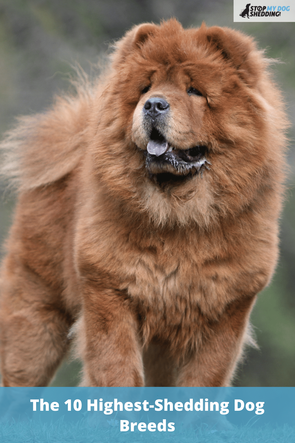 The 10 Highest-Shedding Dog Breeds