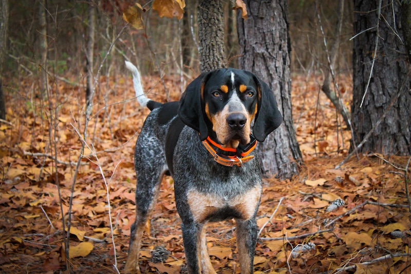 Bluetick Coonhound dog standing in the woods.