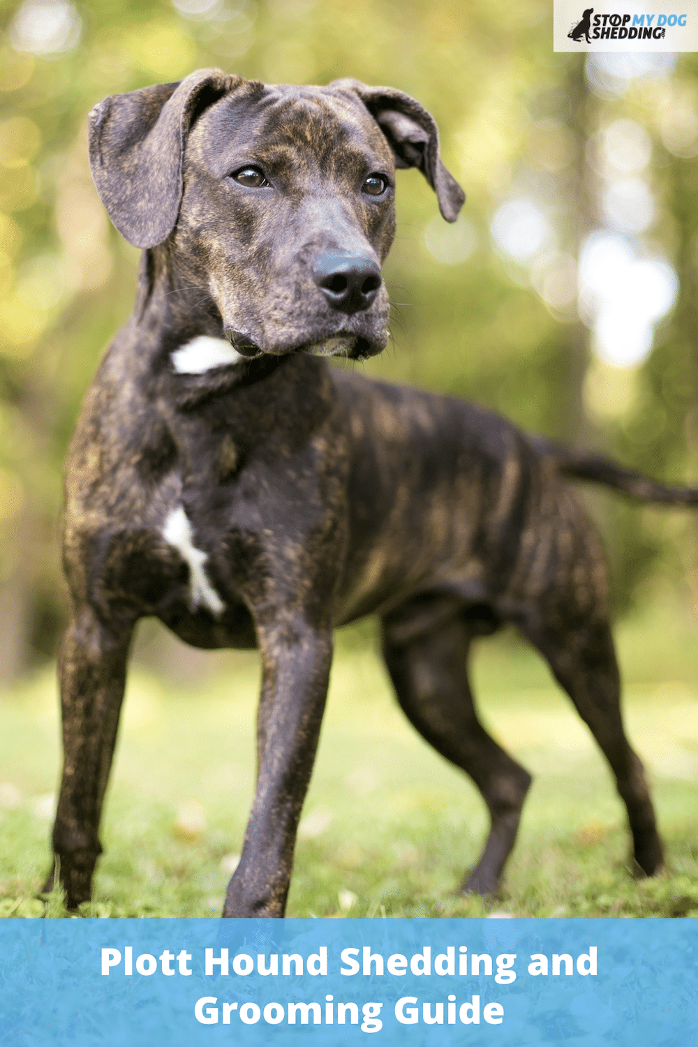 Do Plott Hounds Shed? (Yes, But Not Excessively)