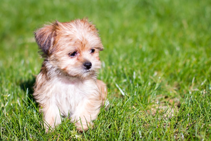 White and tan Shorkie puppy dog sitting on the green grass.
