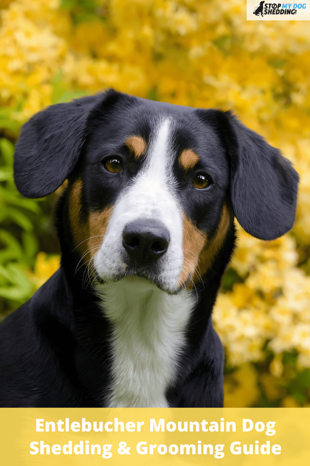 Do Entlebucher Mountain Dogs Shed? (Yes, But It\'s Not Extreme)