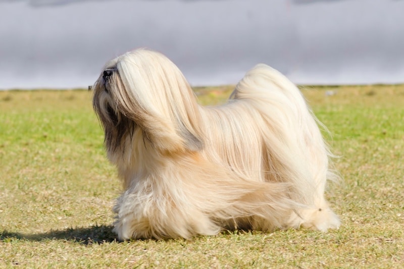 Lhasa Apso dog with a long silky coat walking on the grass.