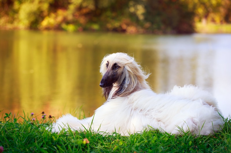 Long-Haired Afghan Hound dog laying on the grass with lake in the background.