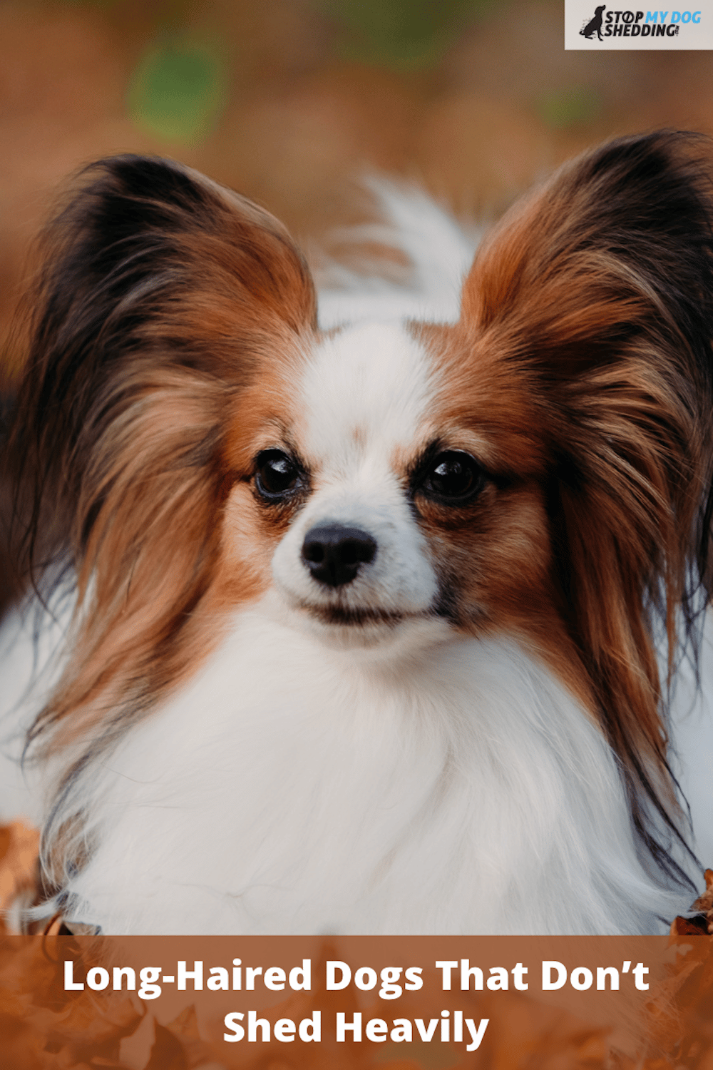 8 Beautiful Long-Haired Dog Breeds That Don’t Shed Heavily