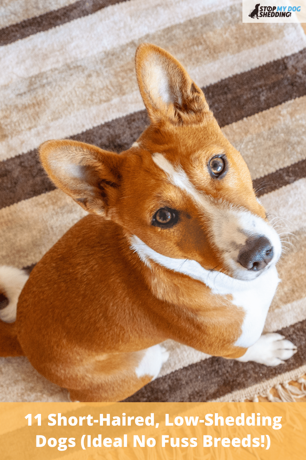 11 Short-Haired, Low-Shedding Dogs (Ideal No Fuss Breeds!)