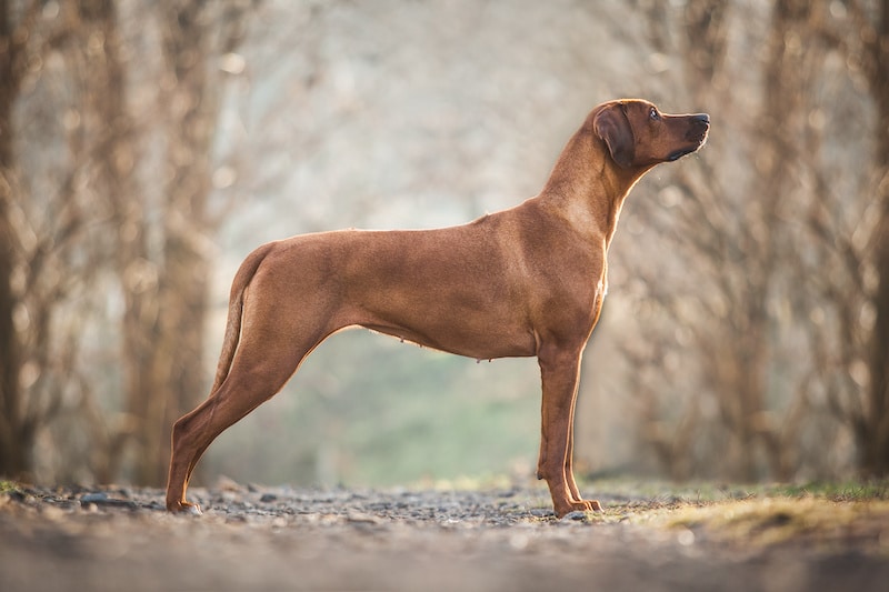 Tan Rhodesian Ridgeback standing outside with a side view