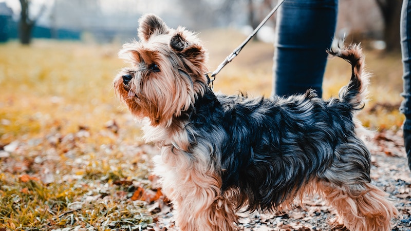 Yorkshire Terrier standing outside on a lead with a side view.