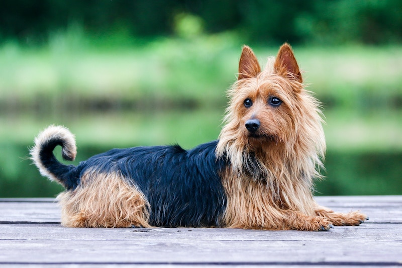 Black and tan Australian Terrier laying on a timber deck with a lake and trees in the background.