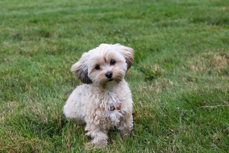 Morkie dog standing on grass.
