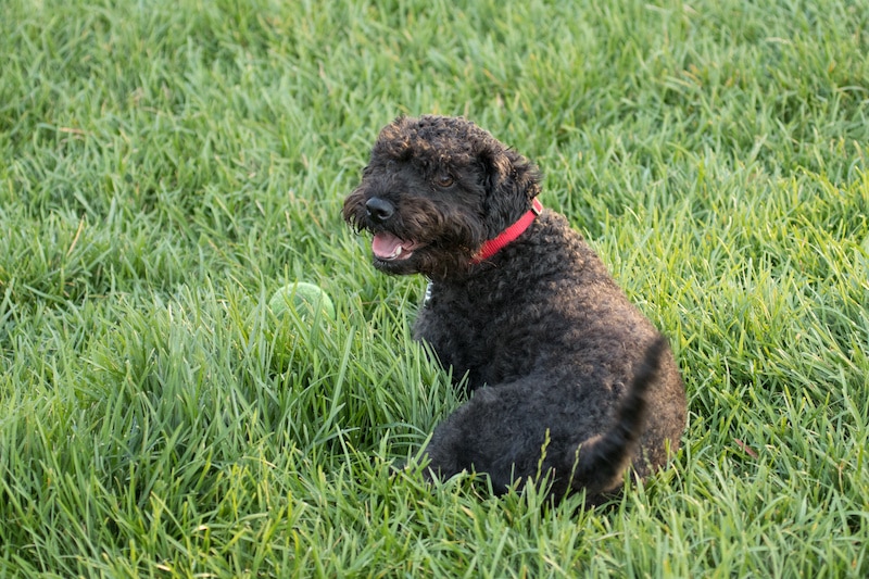 Schnoodle dog laying on green grass.