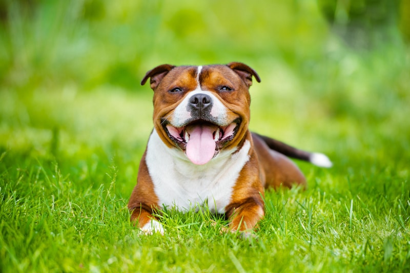Staffordshire Bull Terrier laying on the grass smiling.