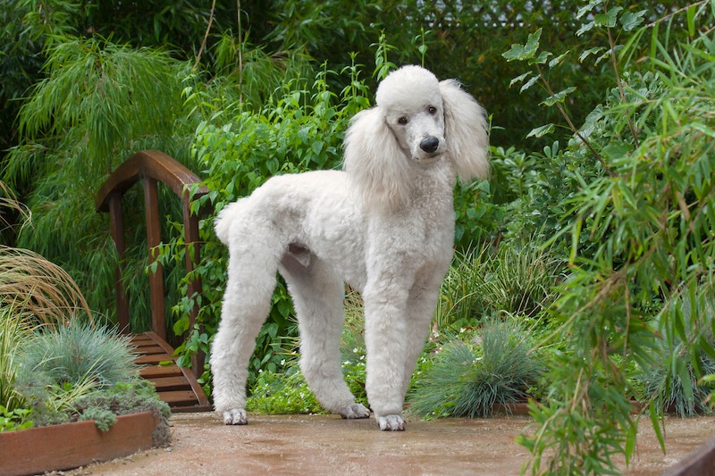 White Standard Poodle standing in a beautiful garden.