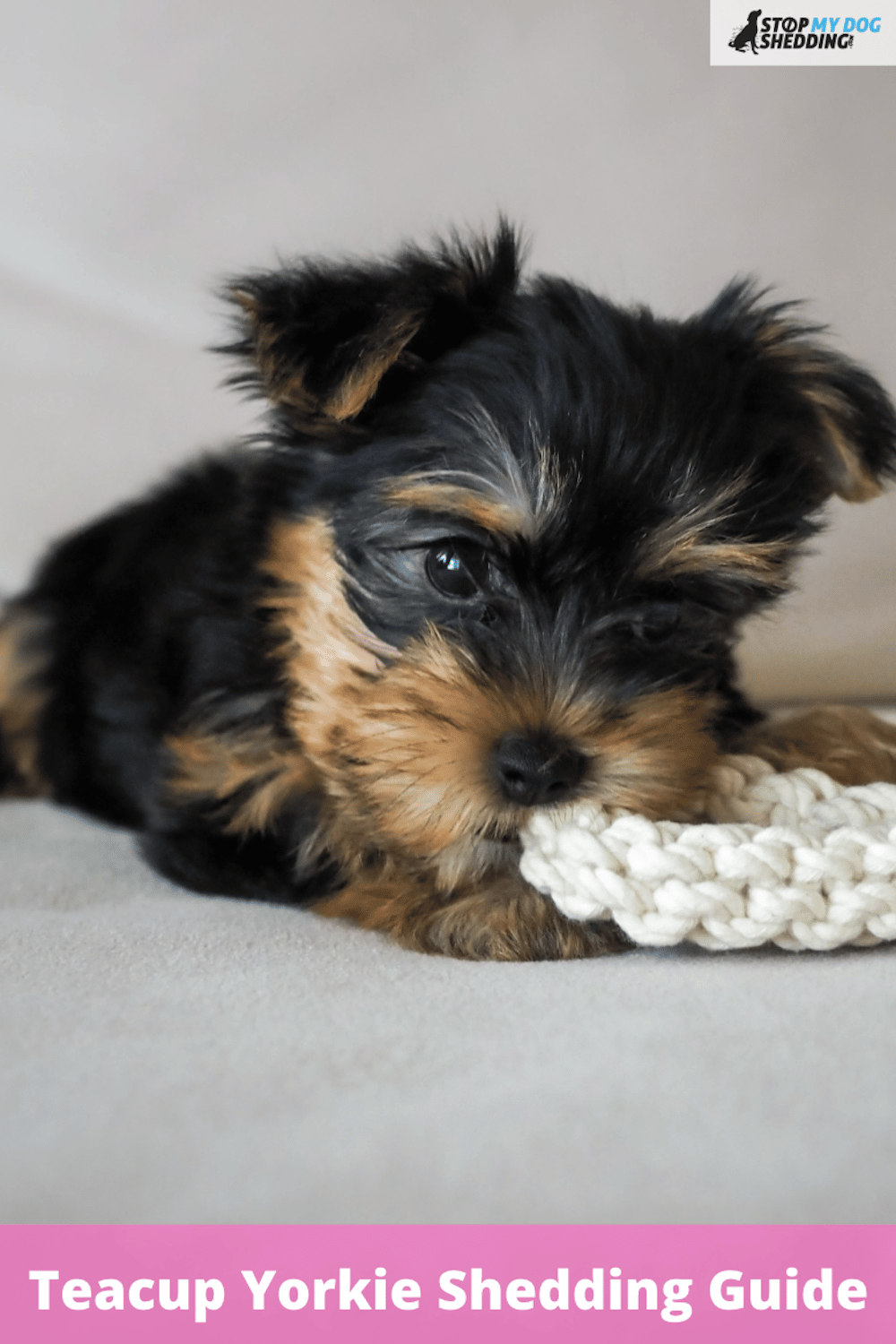 Do Teacup Yorkies Shed? (Here\'s What You Need to Know)