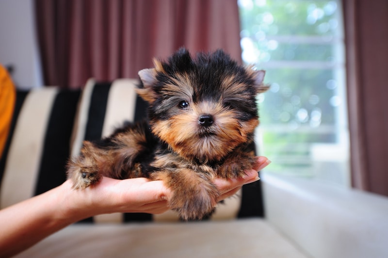 Teacup Yorkie being held in palm of hand in living room of home.