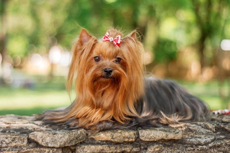 Yorkshire Terrier with long hair