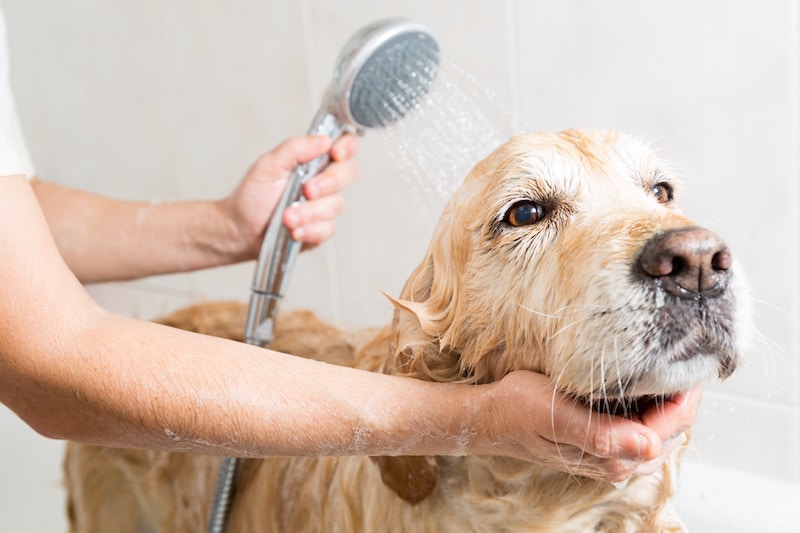 Person bathing a Golden Retriever with a shower head in the bath.