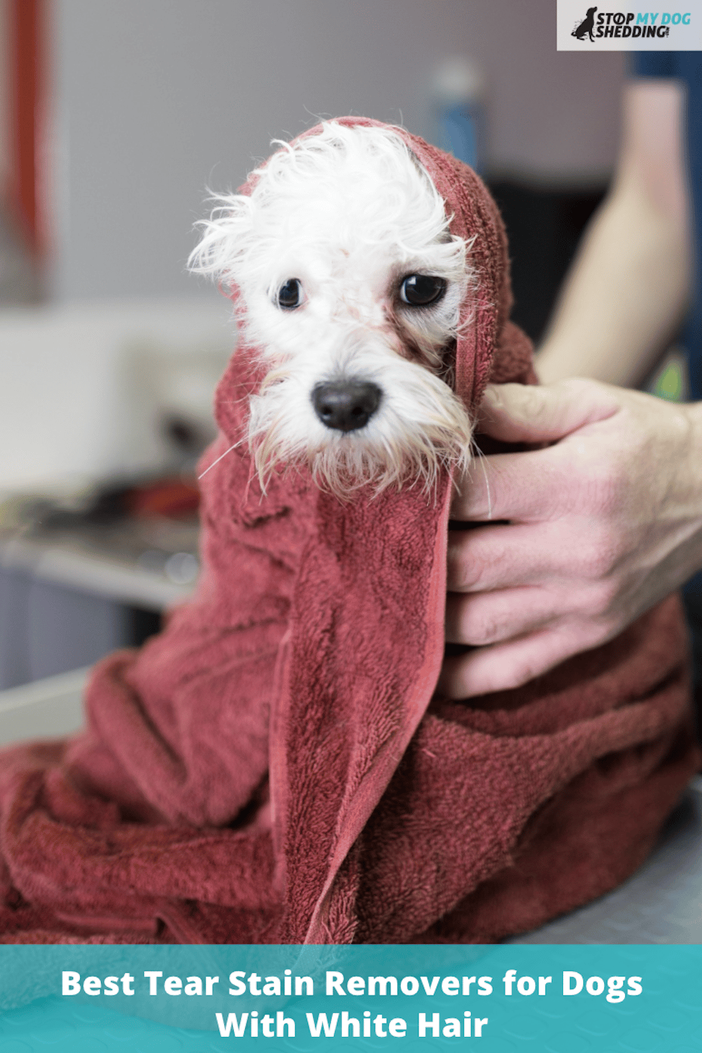 what causes tear staining in maltese dogs