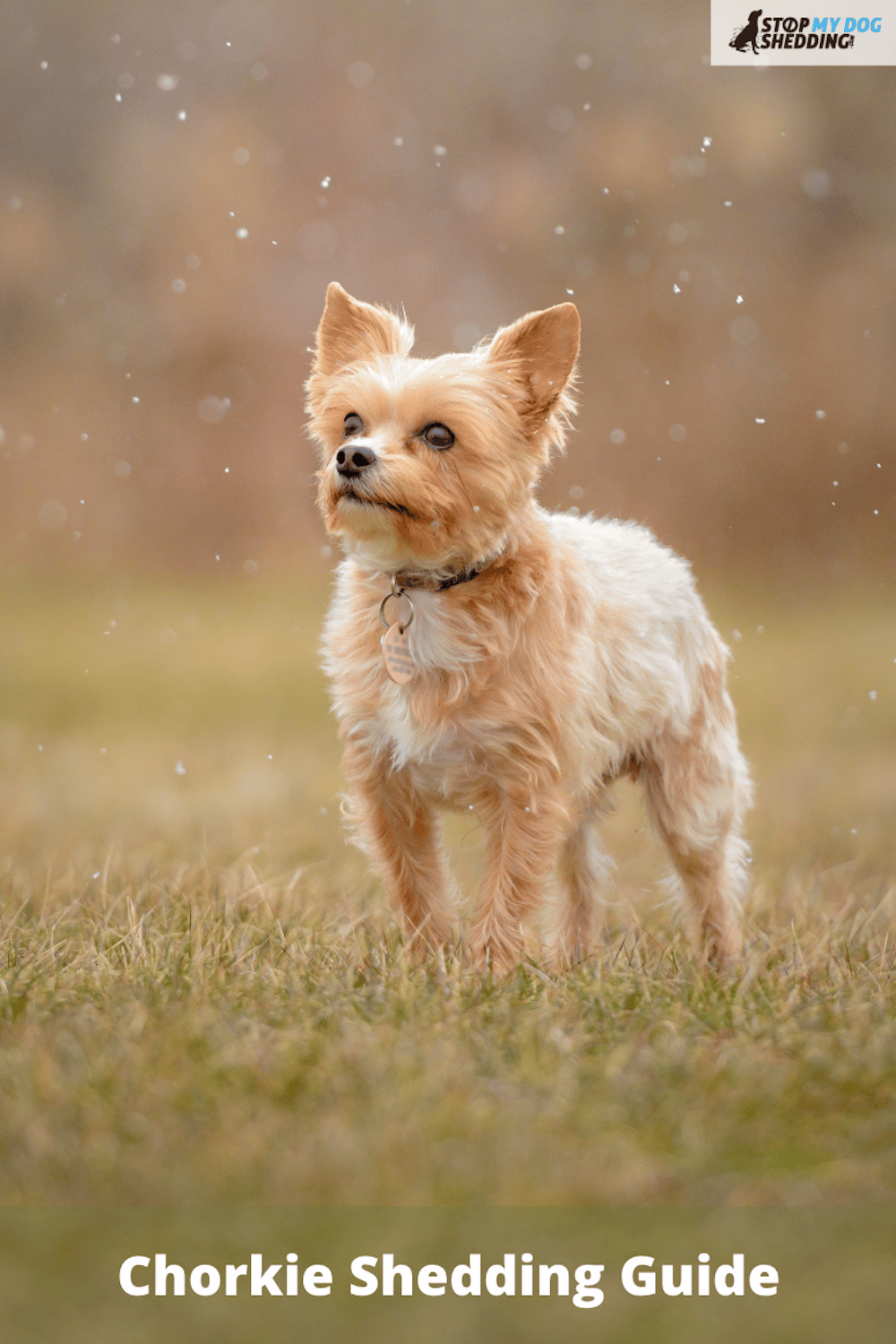 Do Chorkies Shed? (Chi Cross Yorkie Shedding Guide)