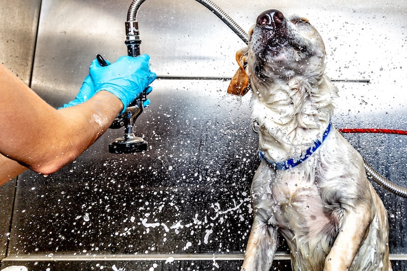 Dog getting a bath at a dog washing station and shaking off the water.