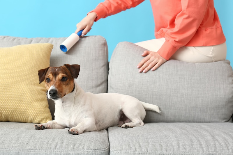 Person cleaning up loose dog fur on a couch with a lint roller while a small dog lays on the couch.