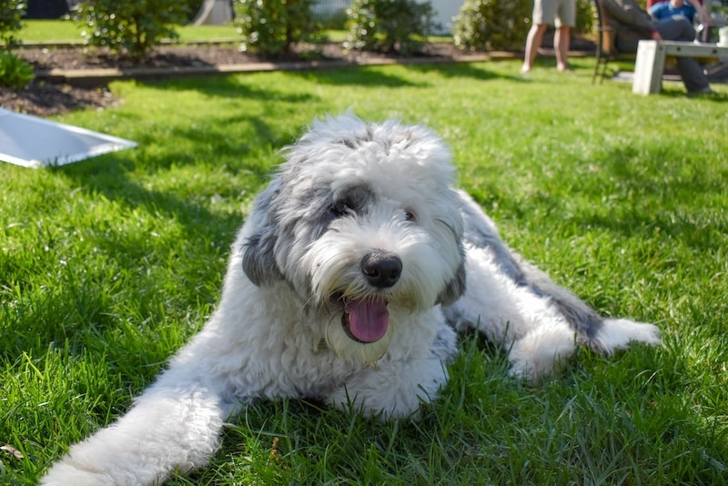 Sheepadoodle laying on the green grass looking happy.