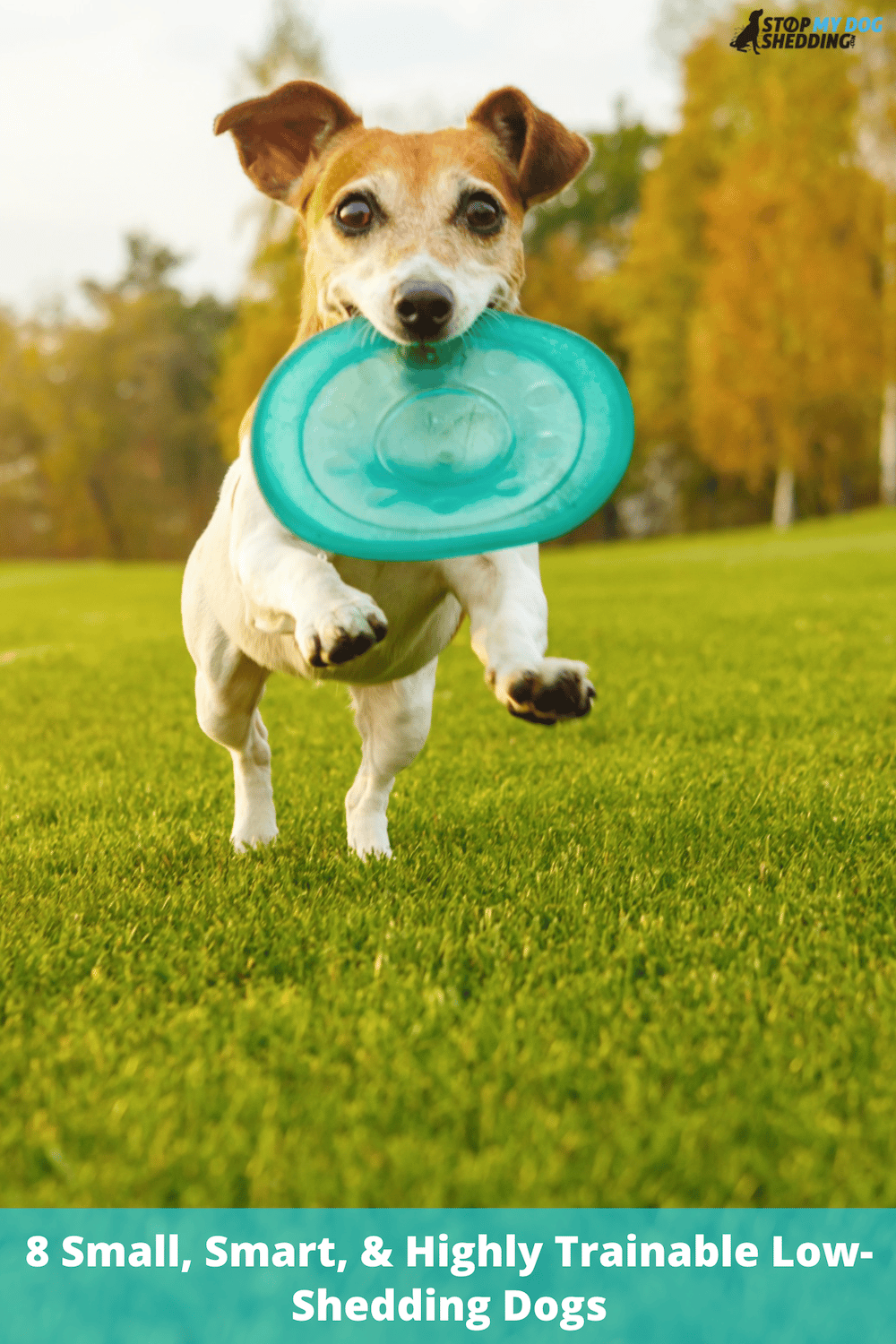 8 Small, Smart, & Highly Trainable Low-Shedding Dogs