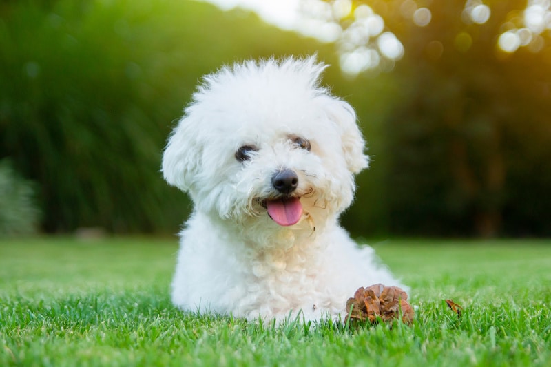 Happy Bichon Frise dog laying outside on the grass.