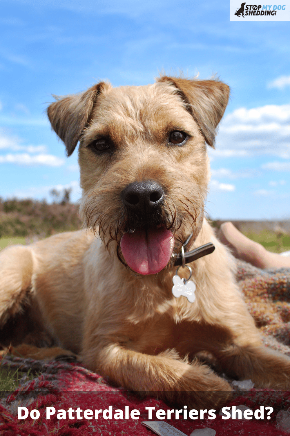 Do Patterdale Terriers Shed? What You Need to Know