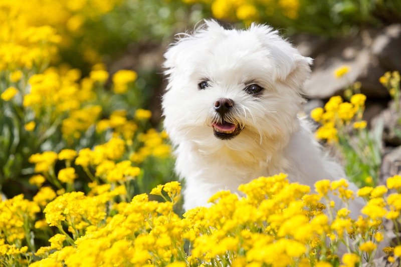 Small Maltese dog sitting in the garden surrounded by yellow flowers.