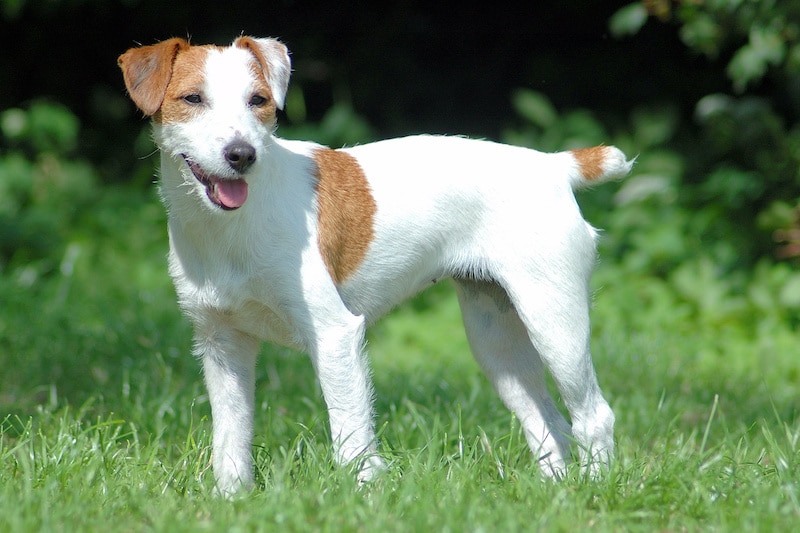 Parson Russell Terrier standing outside on the grass.