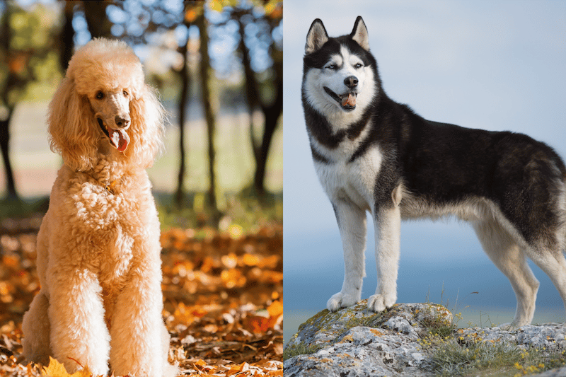 Poodle and Siberian Husky standing side by side.