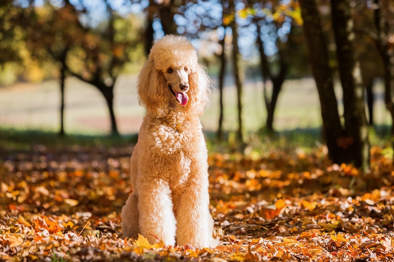 Brown Standard Poodle standing outside in the park during autumn.