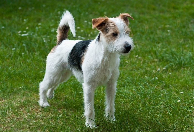 Rough-Coated Parson Russell Terrier standing outside.