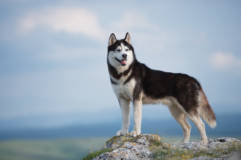 Black and white Siberian Husky standing on a mountain top with blue sky in the background.