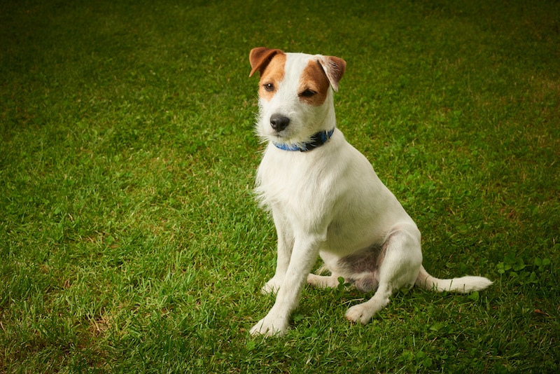 Smooth-Coated Parson Russell Terrier