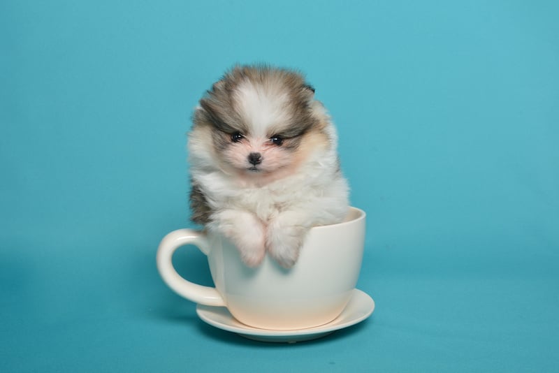 Small Teacup Pomeranian sitting in a teacup.