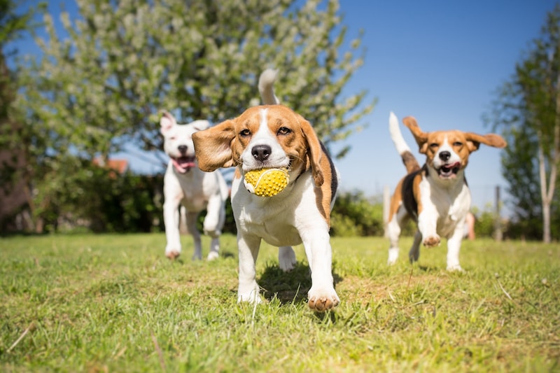 Group of short-haired dogs playing in the park.