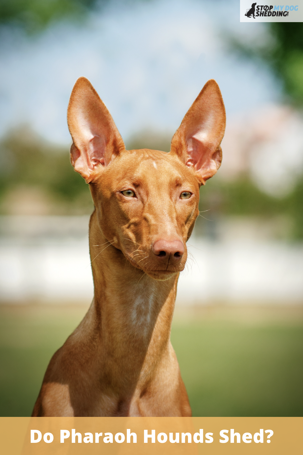 Do Pharaoh Hounds Shed?