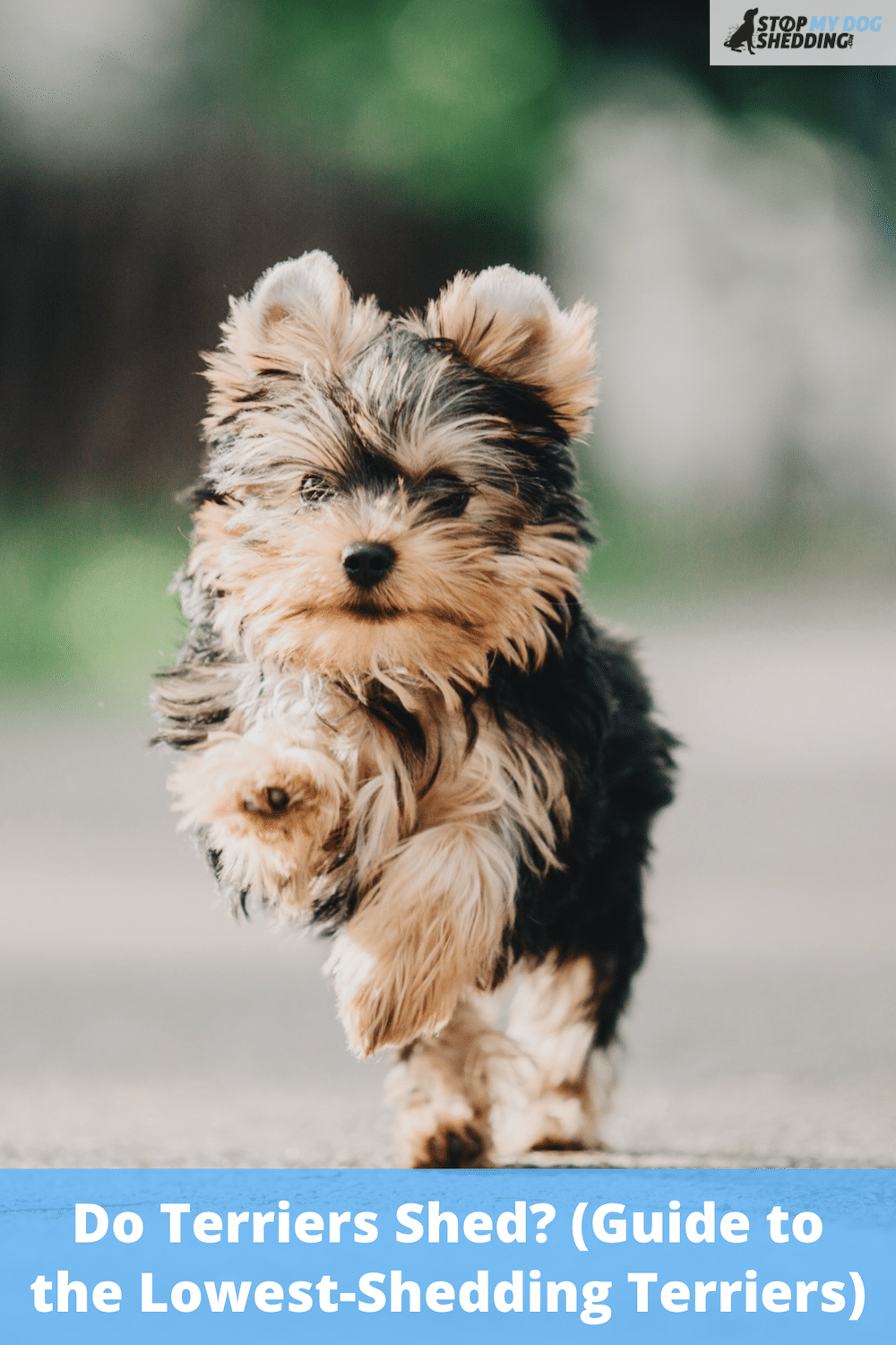 Do Terriers Shed? (Guide to the Lowest-Shedding Terriers)